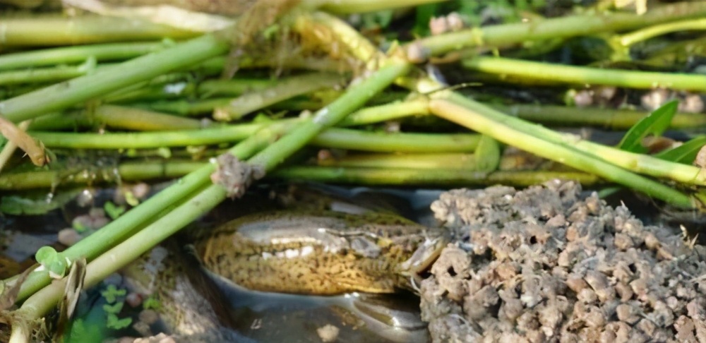 黄鳝吃什么食物（此文告诉你答案）