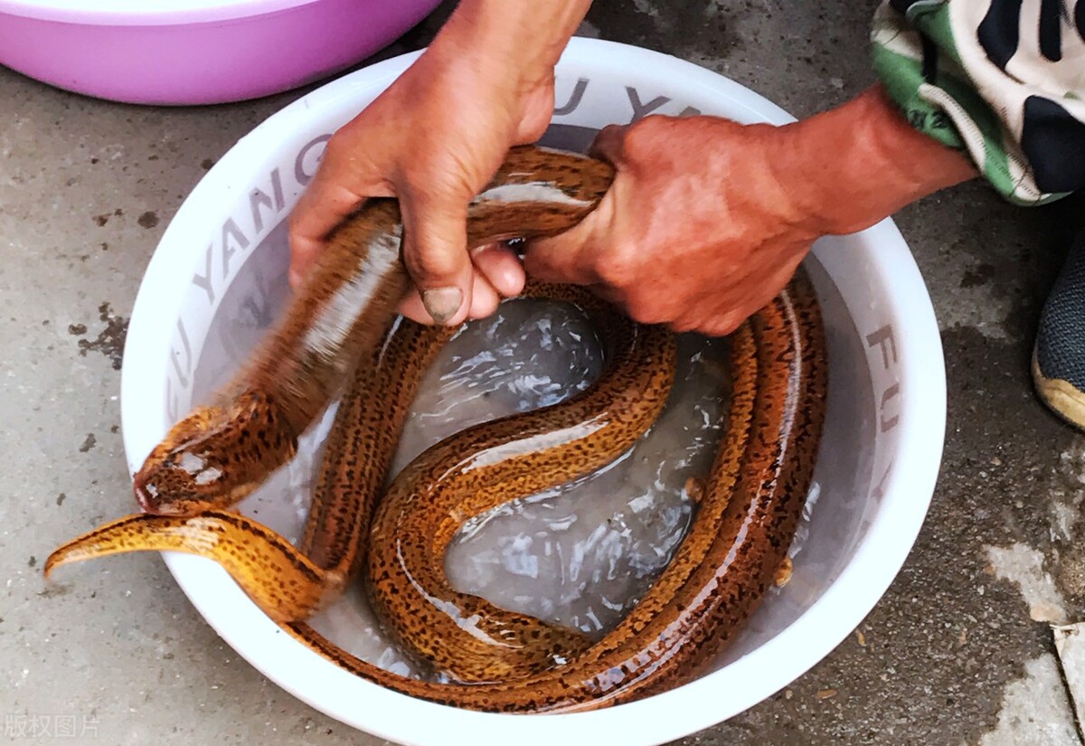 黄鳝吃什么食物（此文告诉你答案）