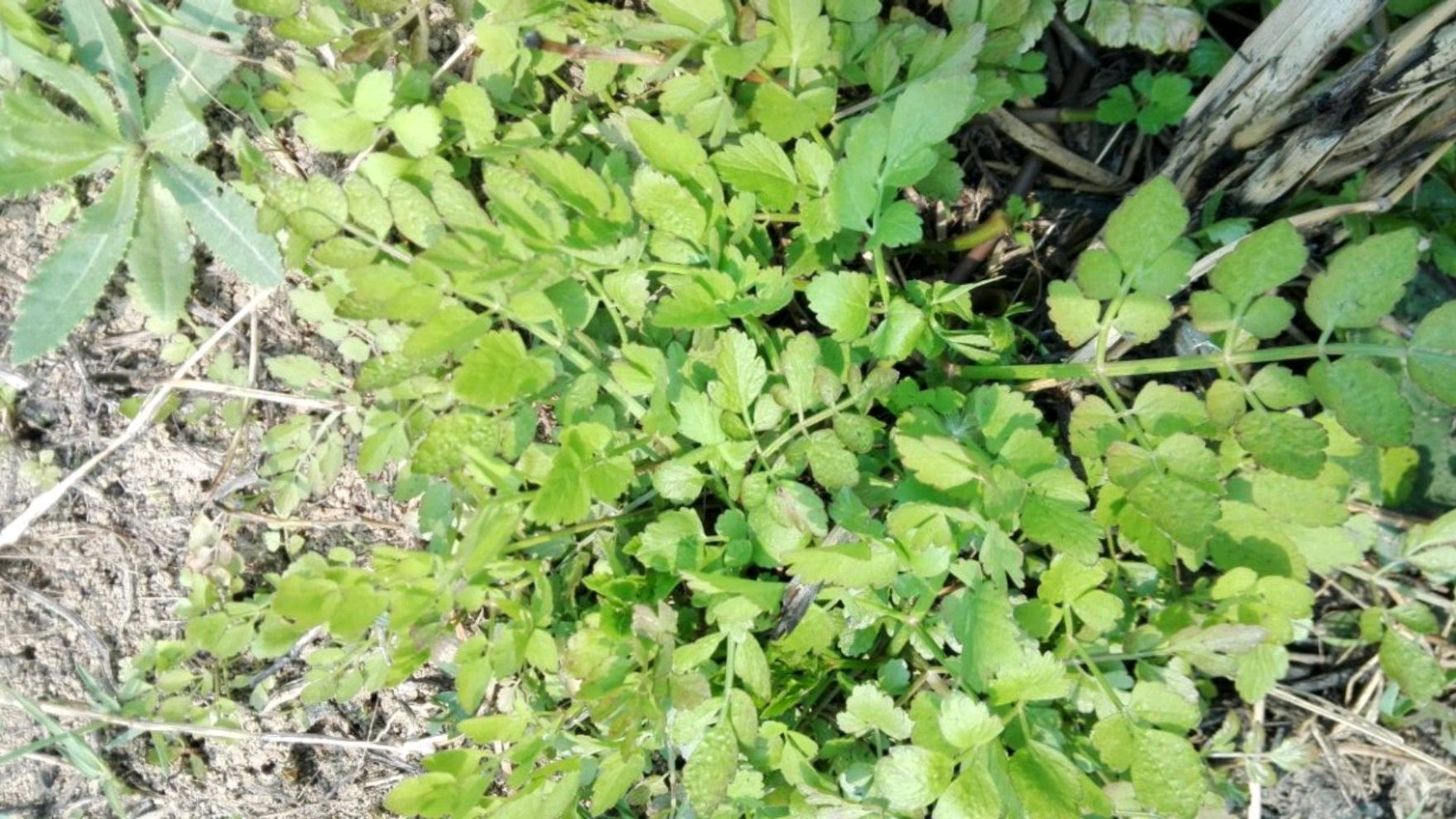 野菜的种类又哪些（常见野菜种类大全）