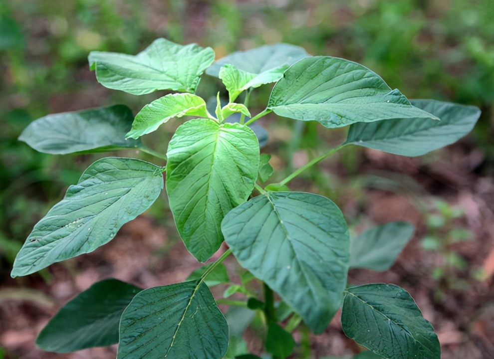 野菜的种类又哪些（常见野菜种类大全）