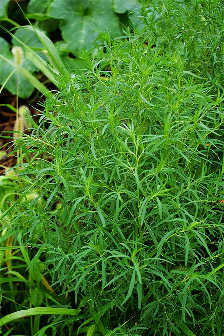 野菜的种类又哪些（常见野菜种类大全）