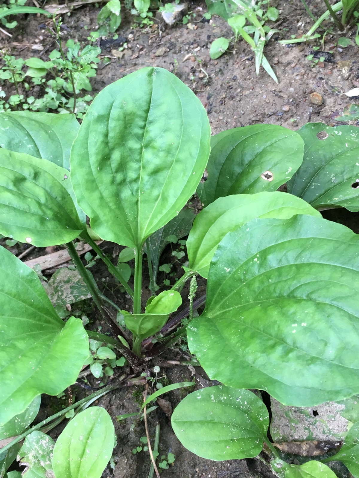 野菜的种类又哪些（常见野菜种类大全）