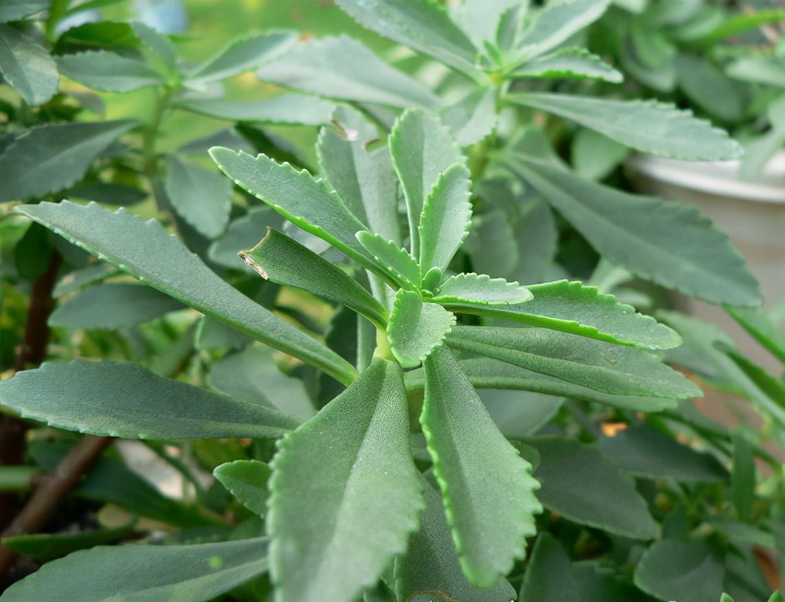 野菜的种类又哪些（常见野菜种类大全）