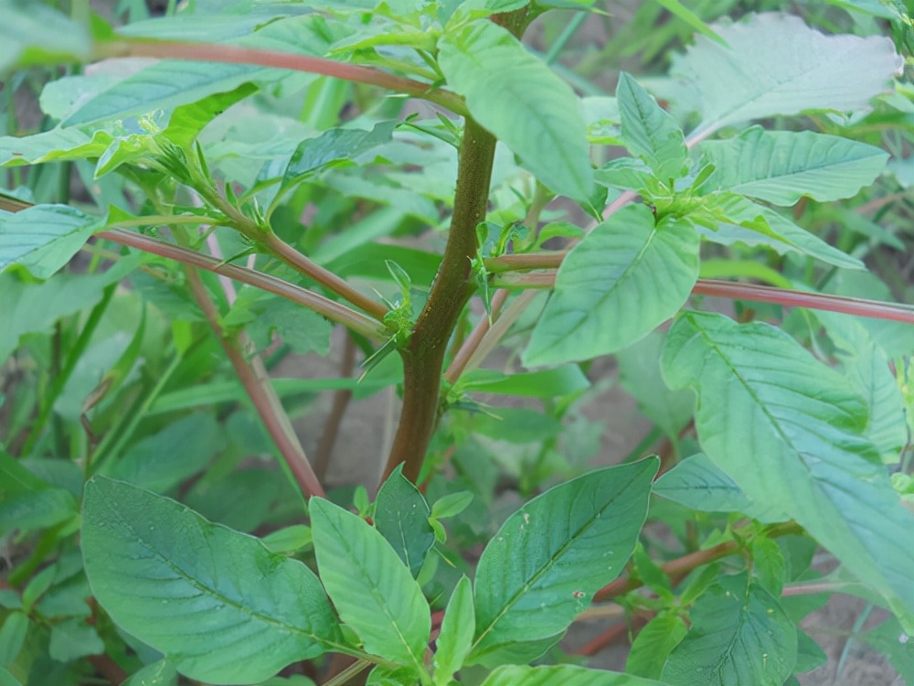 野菜的种类又哪些（常见野菜种类大全）