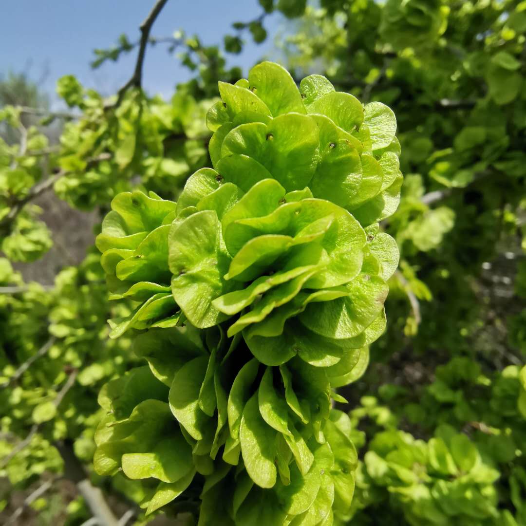 野菜的种类又哪些（常见野菜种类大全）