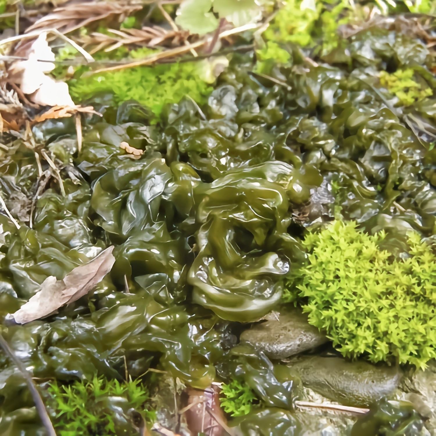 野菜的种类又哪些（常见野菜种类大全）