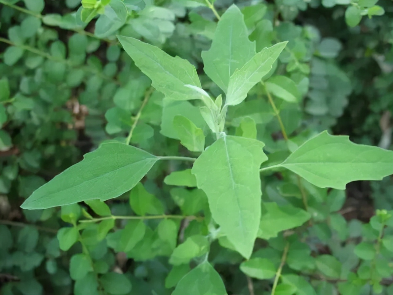 野菜的种类又哪些（常见野菜种类大全）