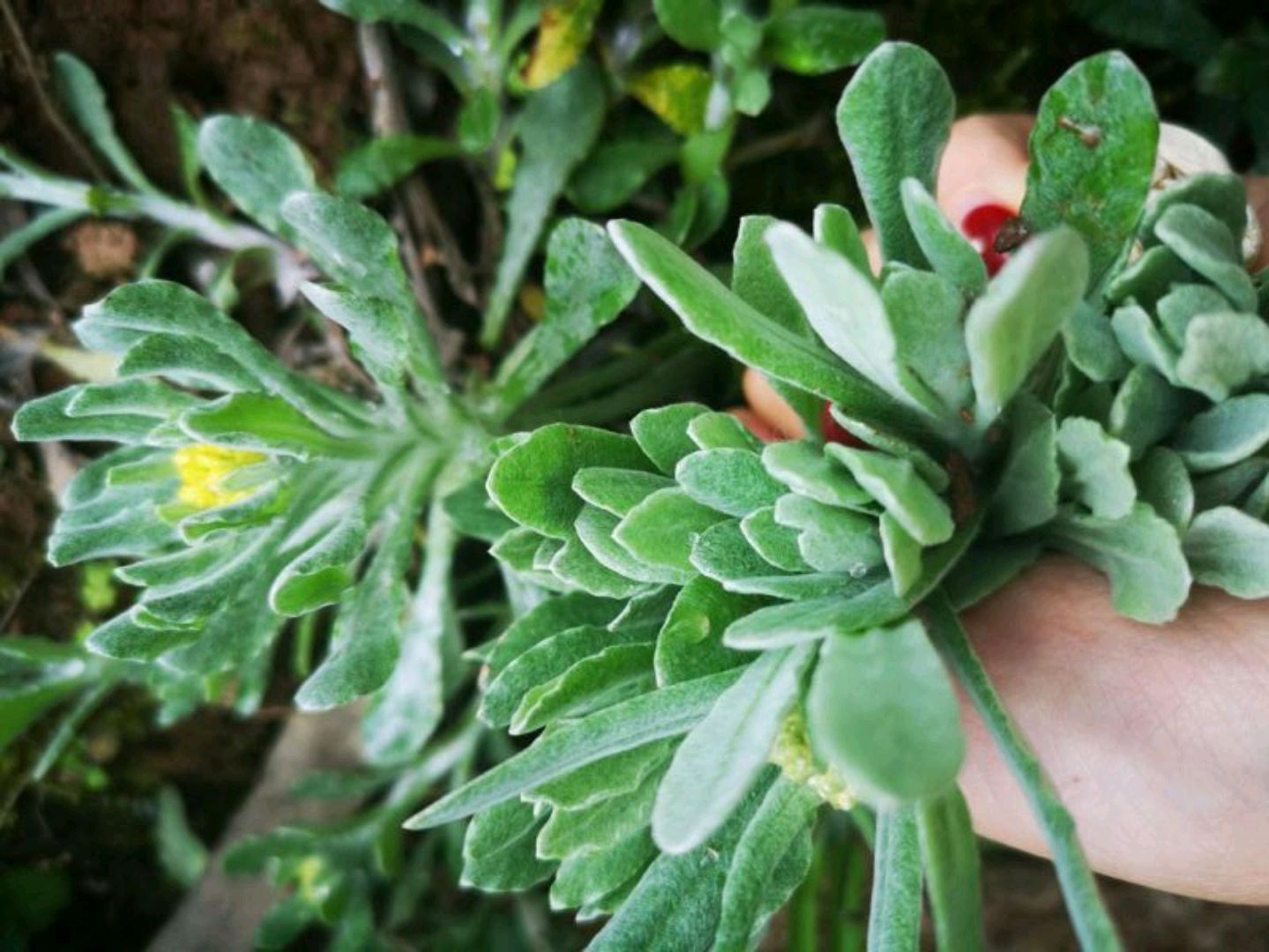 野菜的种类又哪些（常见野菜种类大全）