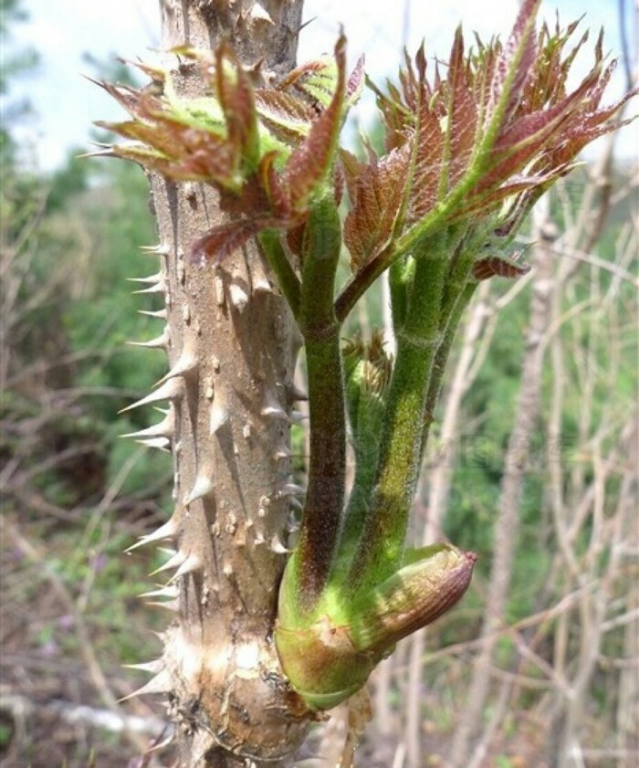 野菜的种类又哪些（常见野菜种类大全）