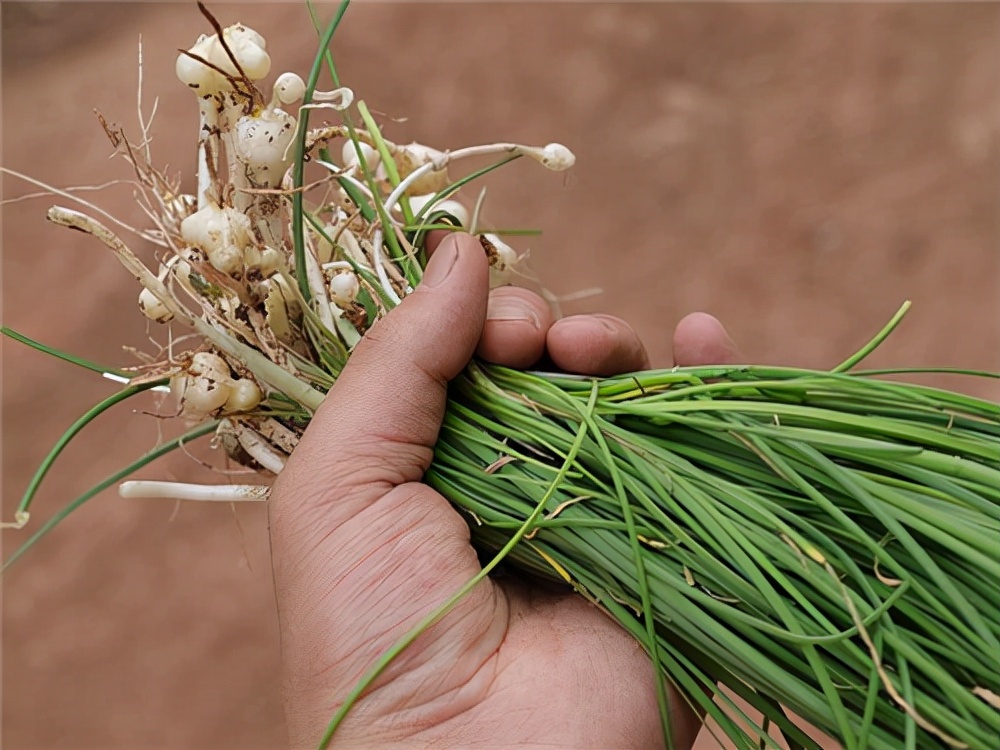 野菜的种类又哪些（常见野菜种类大全）