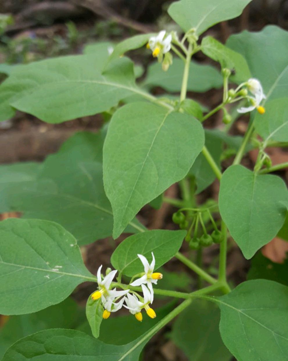 野菜的种类又哪些（常见野菜种类大全）