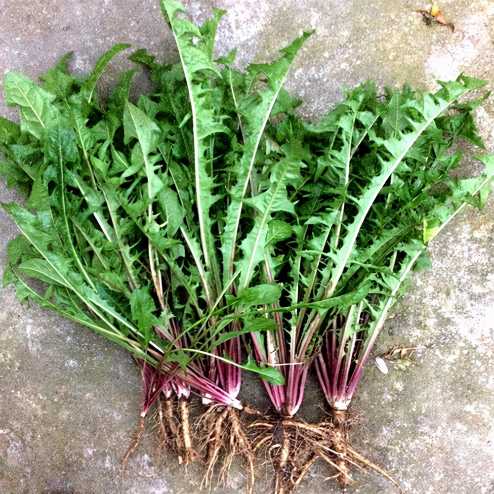 野菜的种类又哪些（常见野菜种类大全）