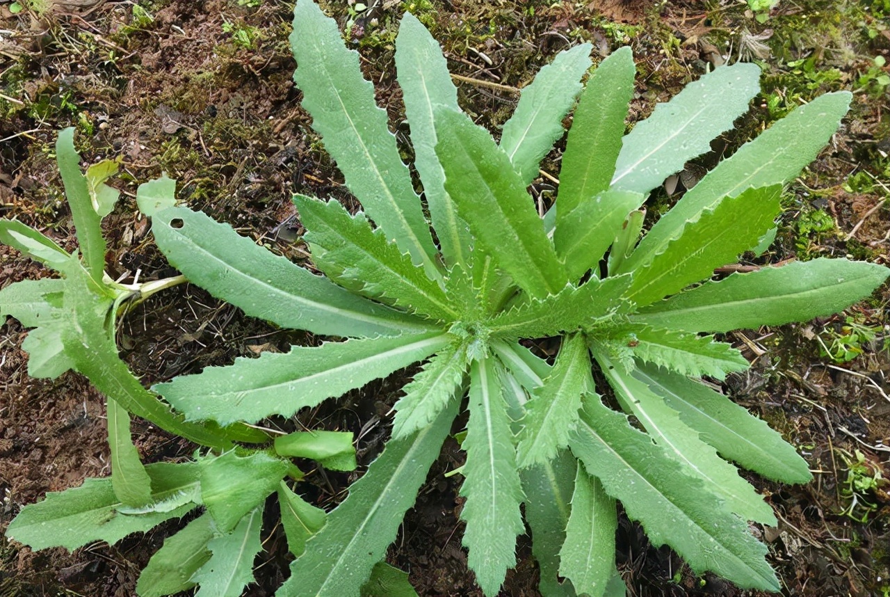 野菜的种类又哪些（常见野菜种类大全）