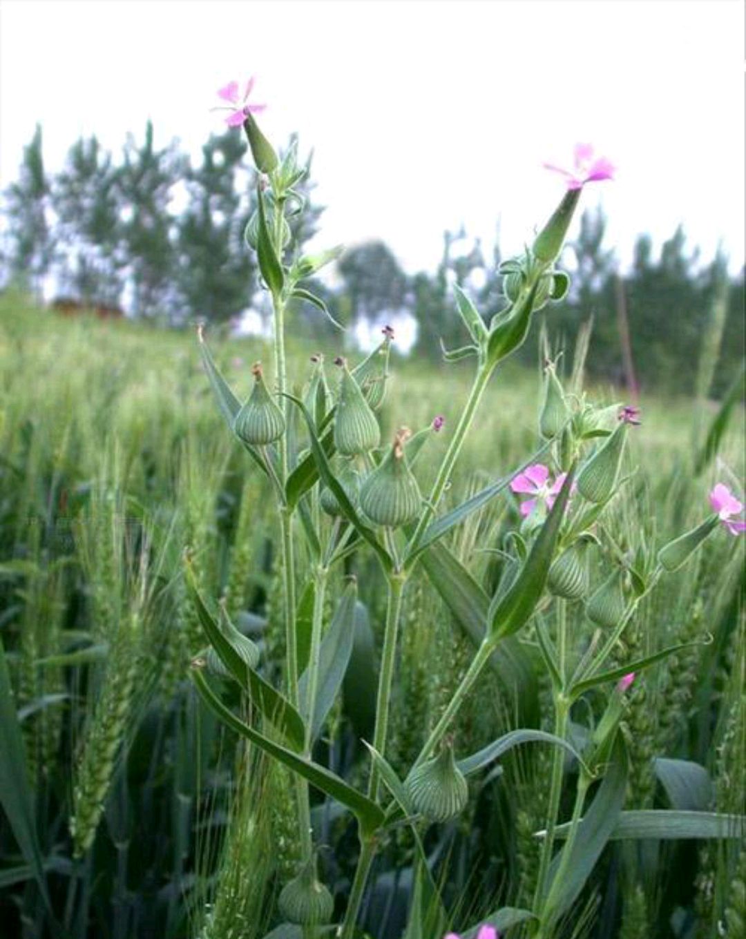 野菜的种类又哪些（常见野菜种类大全）