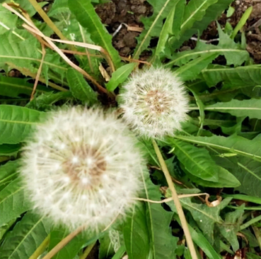 野菜的种类又哪些（常见野菜种类大全）