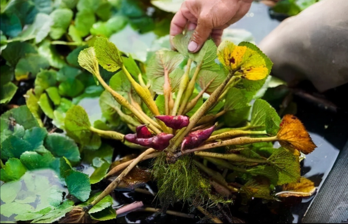 野菜的种类又哪些（常见野菜种类大全）