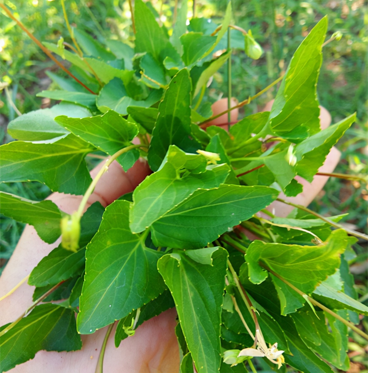 野菜的种类又哪些（常见野菜种类大全）