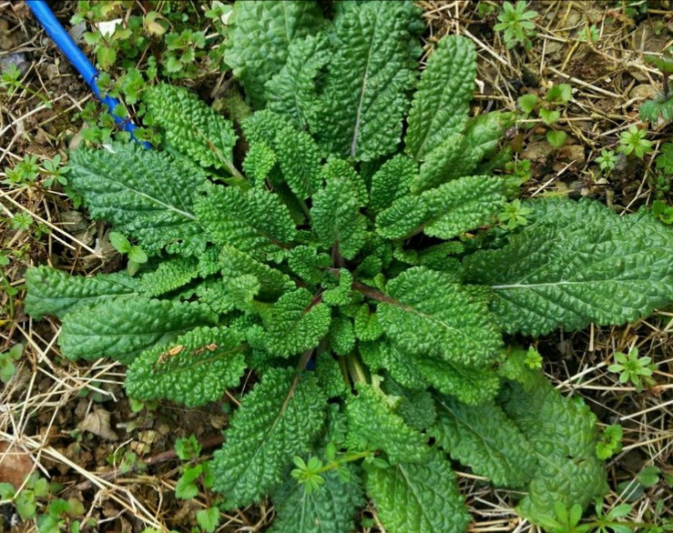 野菜的种类又哪些（常见野菜种类大全）