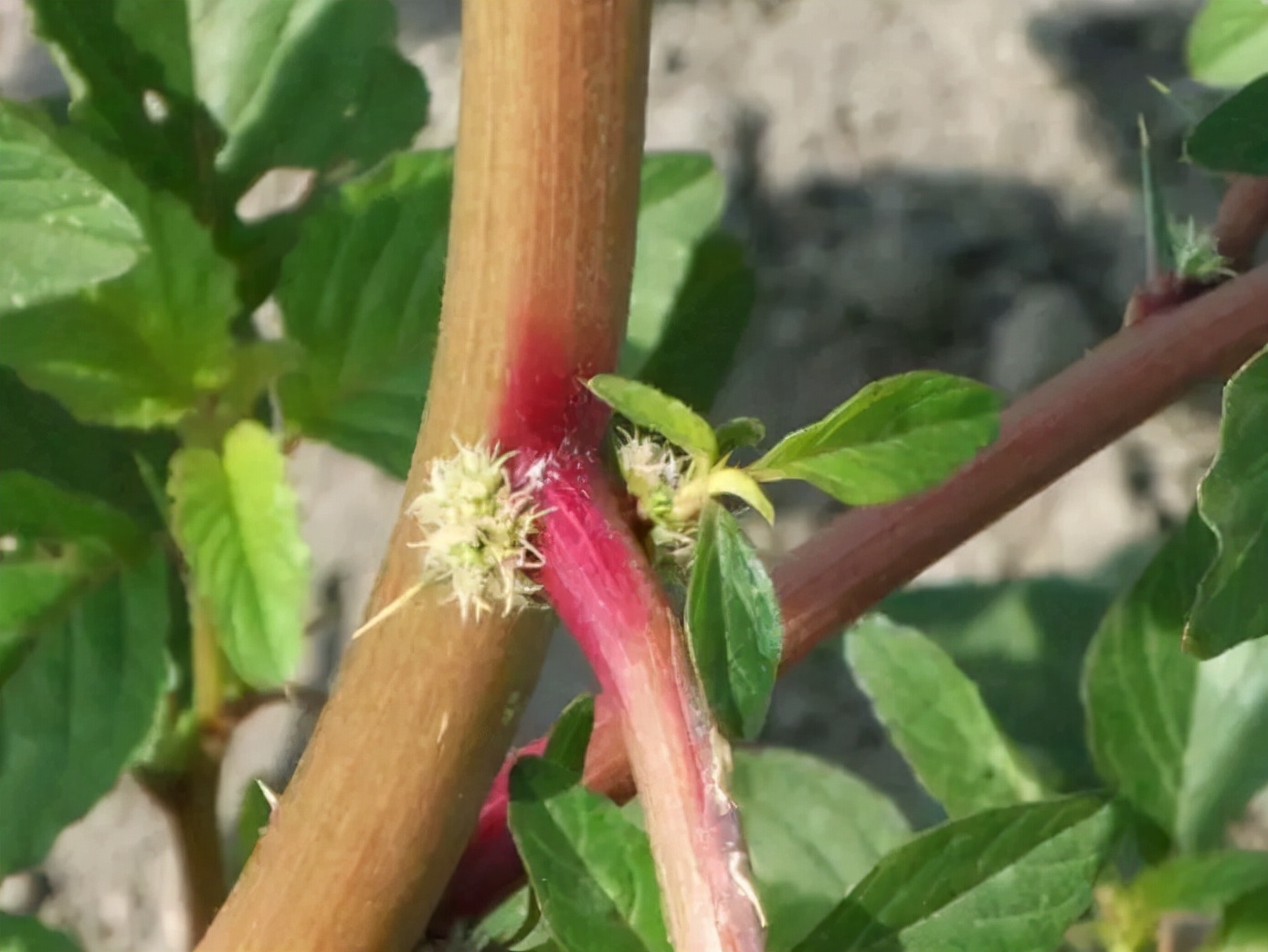 野菜的种类又哪些（常见野菜种类大全）