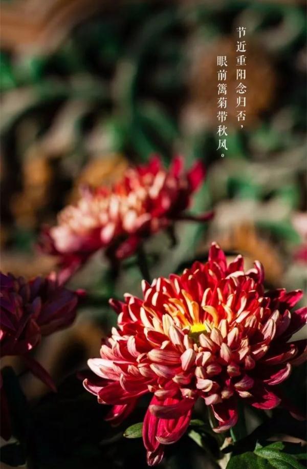 重阳节是干什么的（重阳节的来源和习俗）