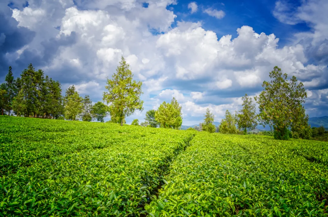 云南普洱茶多少钱（云南普洱茶的价值）