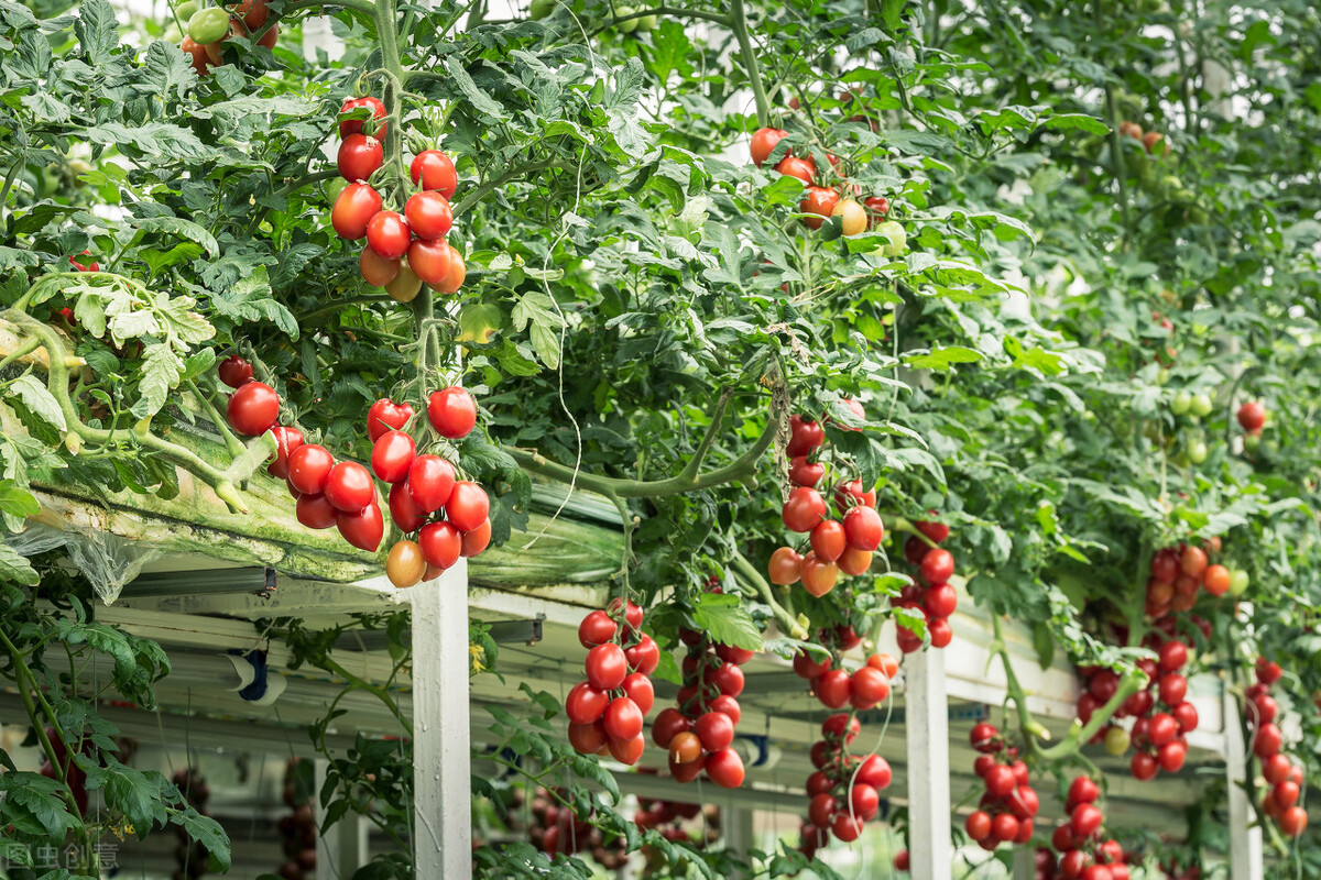 番茄怎么种植（番茄的种植技术）