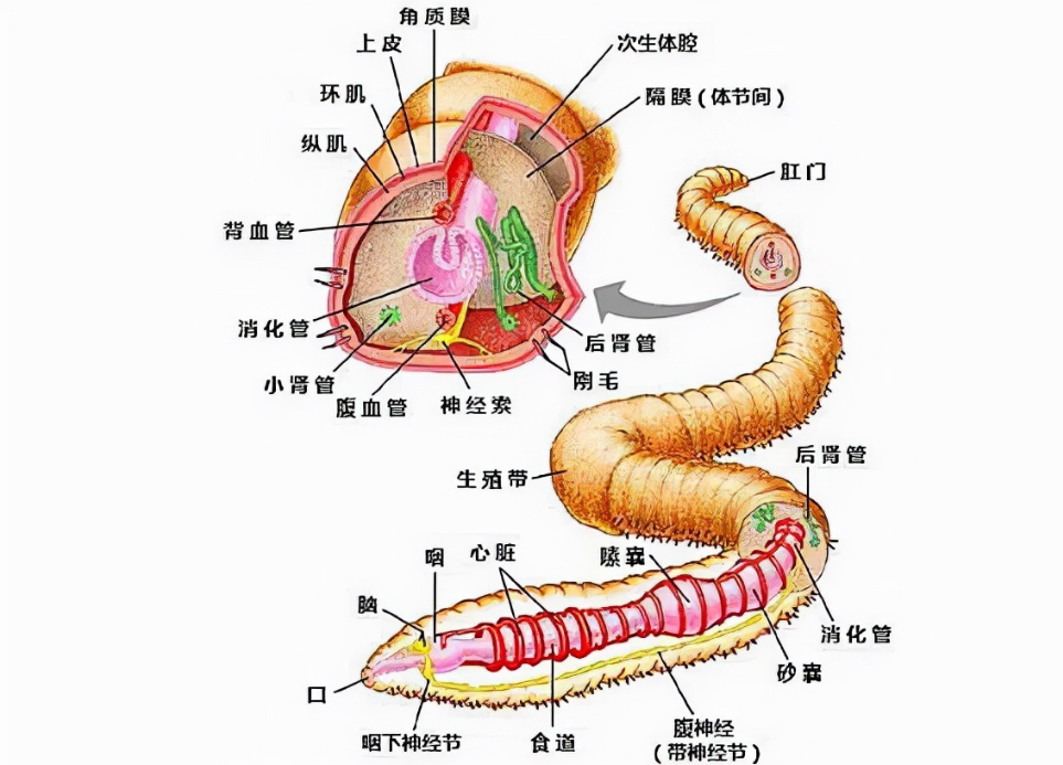 蚂蝗有多可怕（蚂蝗的危害）