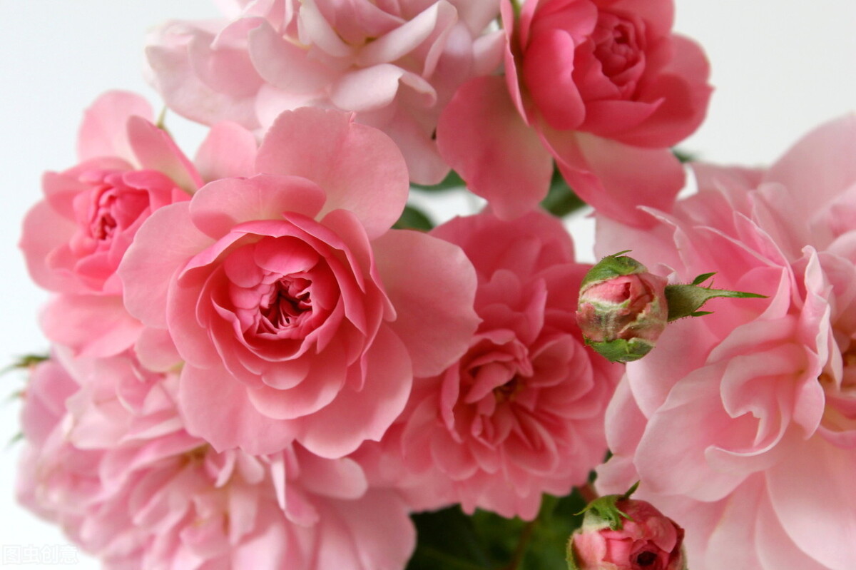 粉红玫瑰的花语是什么（粉红玫瑰的寓意）