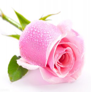粉红玫瑰的花语是什么（粉红玫瑰的寓意）