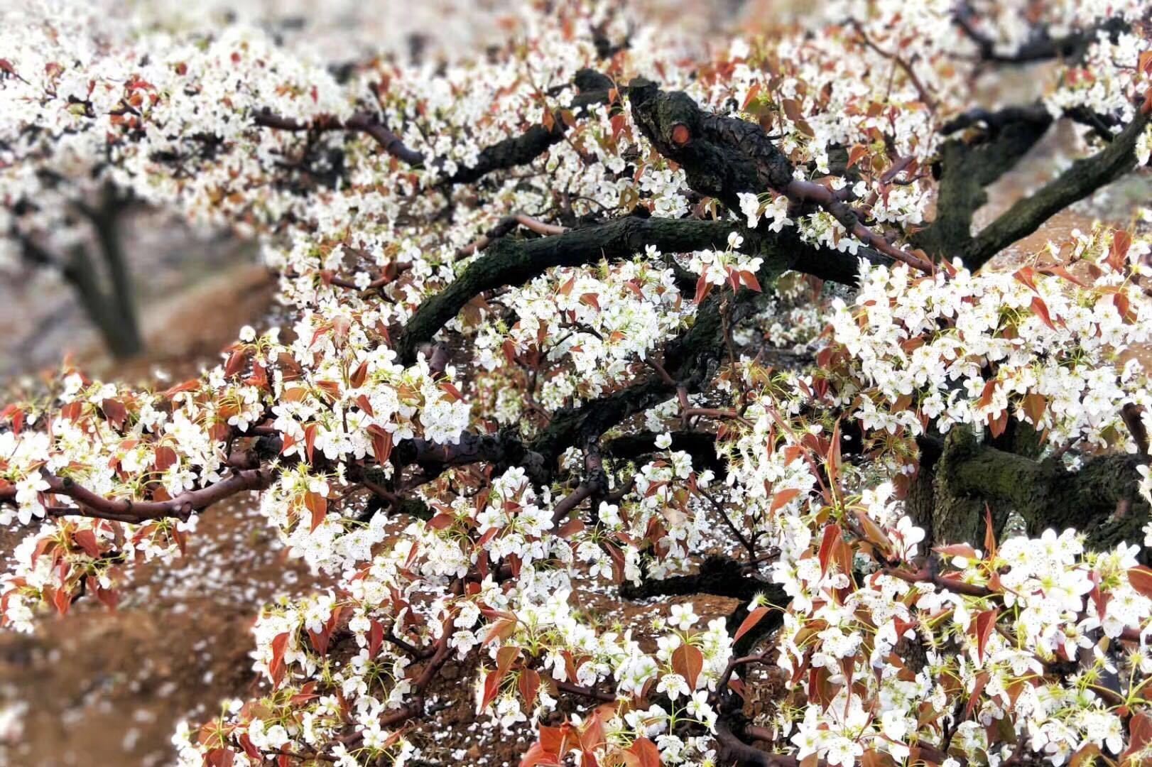  梨花带雨什么意思（梨花带雨的含义）