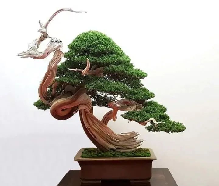 柏树有哪些（柏树的种类）