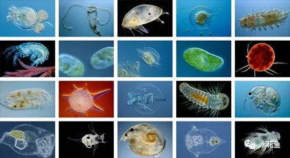 什么是浮游植物（浮游植物和浮游生物的作用）