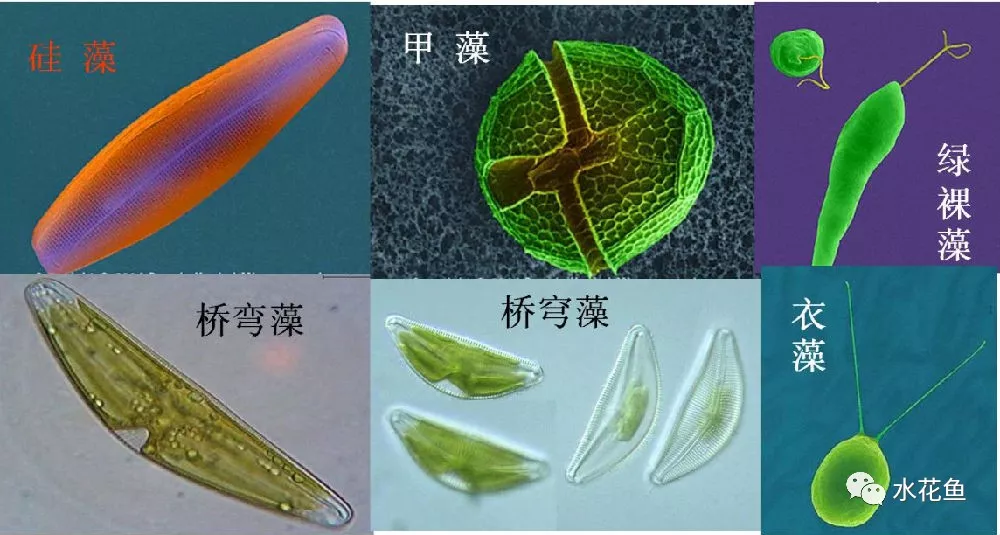 什么是浮游植物（浮游植物和浮游生物的作用）