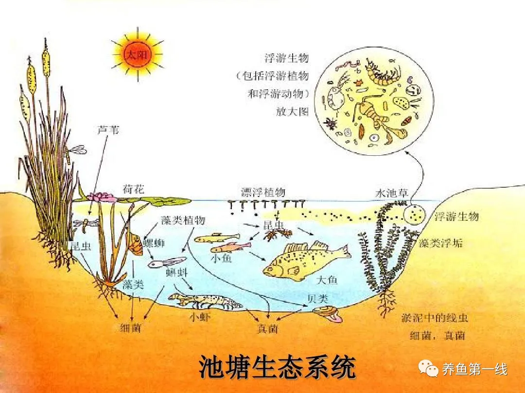 什么是浮游植物（浮游植物和浮游生物的作用）