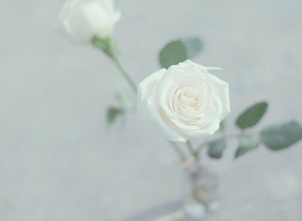 白玫瑰代表什么意思（白玫瑰的花语）