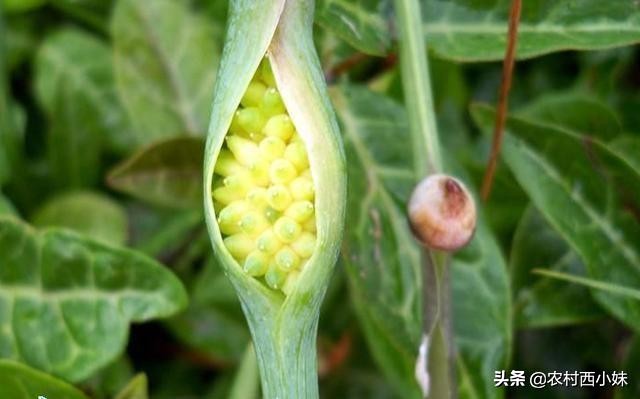 法夏是什么（半夏的栽培技术）