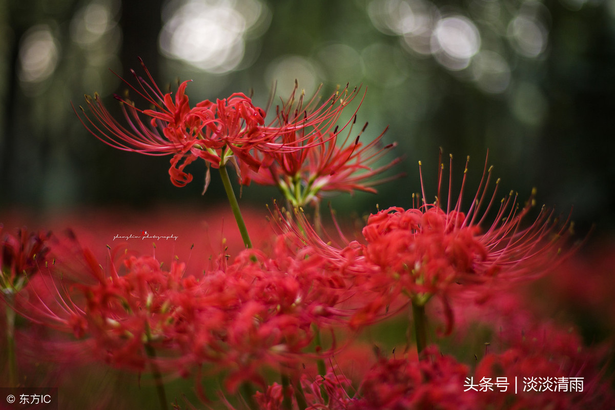 描写彼岸花的诗句有哪些（彼岸花的诗词欣赏）