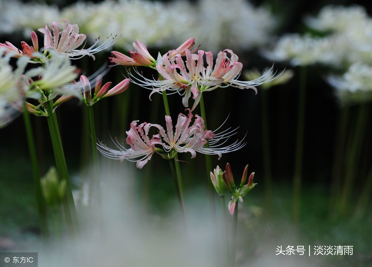 描写彼岸花的诗句有哪些（彼岸花的诗词欣赏）