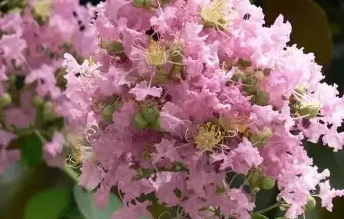 中国各个城市市花有哪些（看完你就知道了）