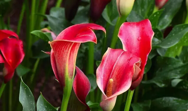马蹄莲的花语是什么（马蹄莲的花语和特征）