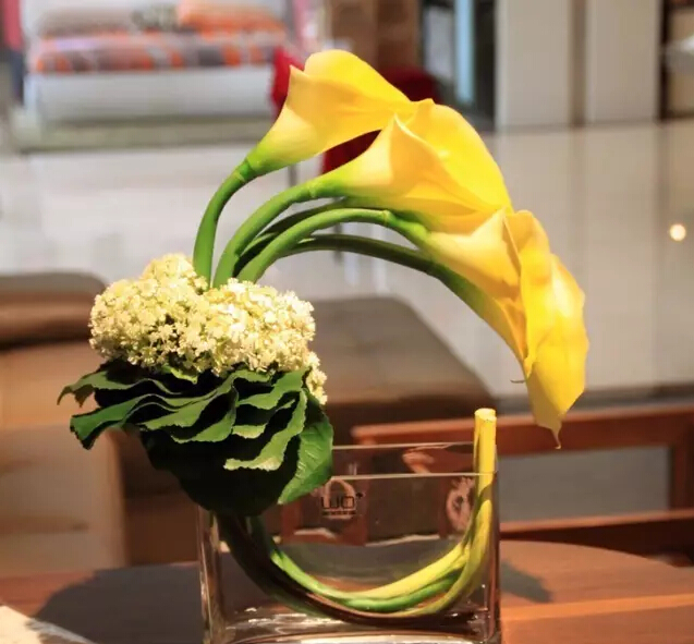 马蹄莲的花语是什么（马蹄莲的花语和特征）