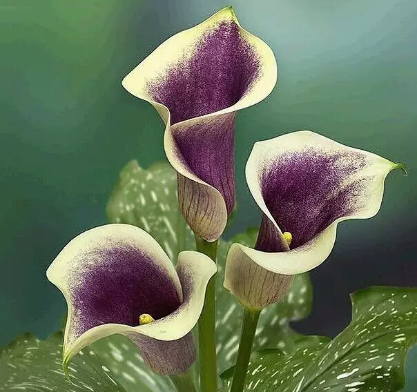 马蹄莲的花语是什么（马蹄莲的花语和特征）