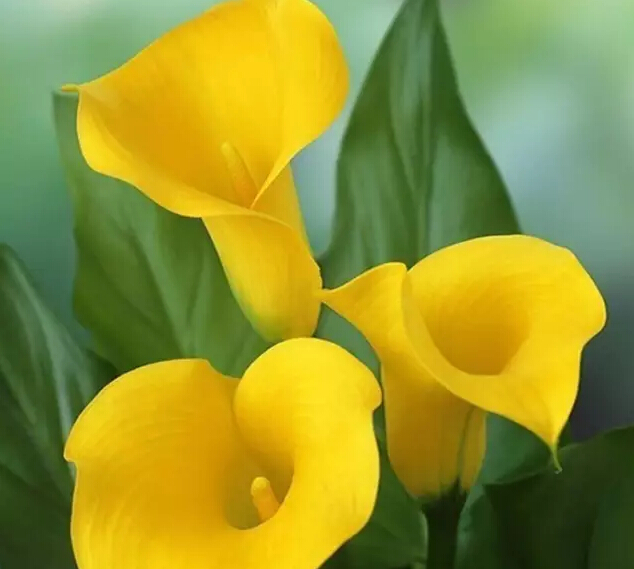 马蹄莲的花语是什么（马蹄莲的花语和特征）