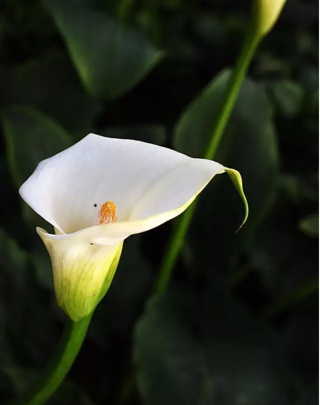 马蹄莲的花语是什么（马蹄莲的花语和特征）