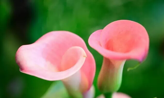 马蹄莲的花语是什么（马蹄莲的花语和特征）