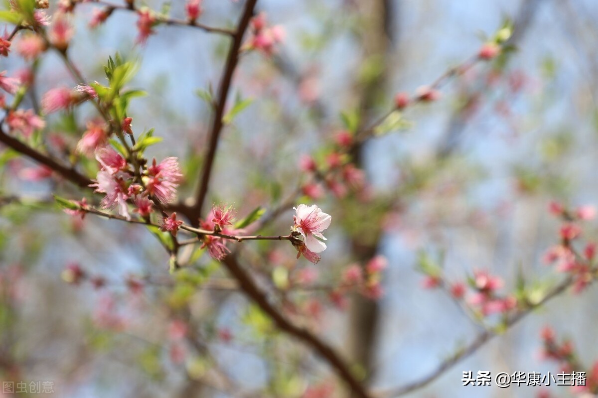 春晓(孟浩然)（春晓原文及翻译）