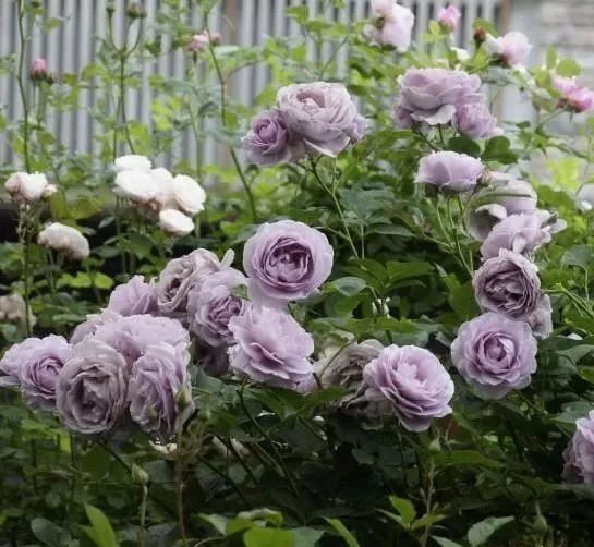 月季花有什么颜色（月季花的颜色特点）