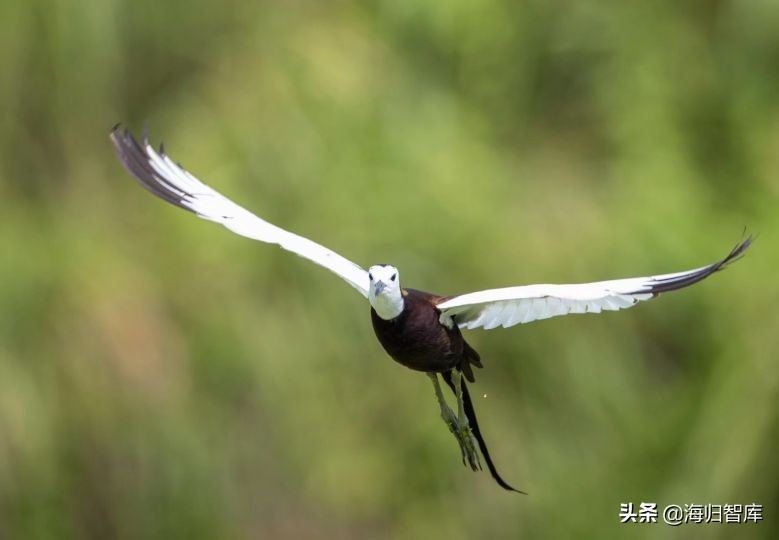 水中仙子是什么（水中仙子水凤凰）