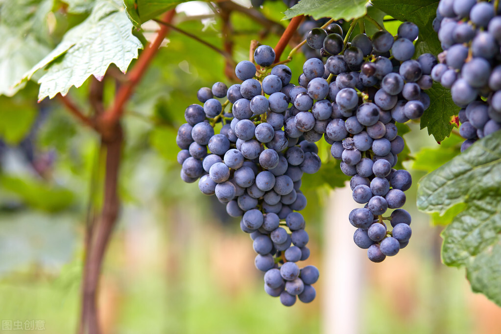 中国种植葡萄始于什么朝代（葡萄的种植历史）