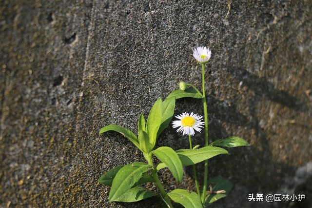 女菀是什么（女菀的特征）